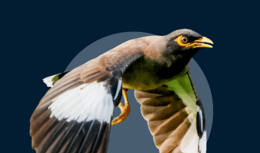 Myna Bird Data Maps