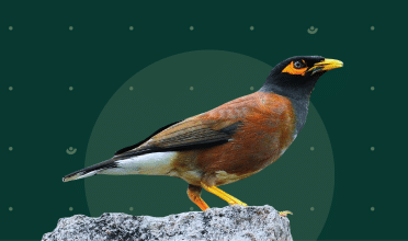 U.S. Federal AI Regulation